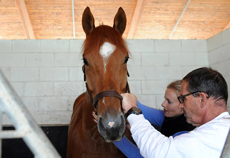 equine surgeries, fl, md, ny